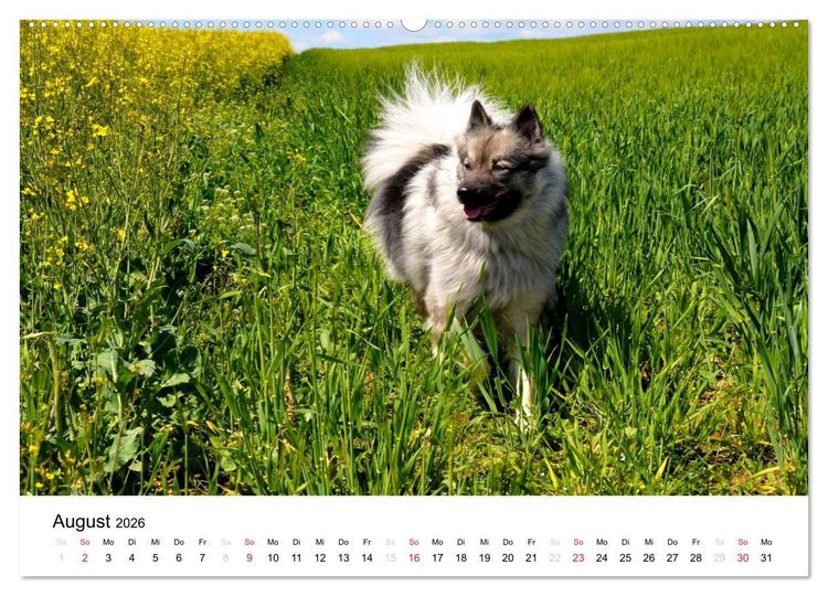Produktbild: Der Wolfsspitz (Wandkalender 2026 DIN A2 quer), CALVENDO Monatskalender