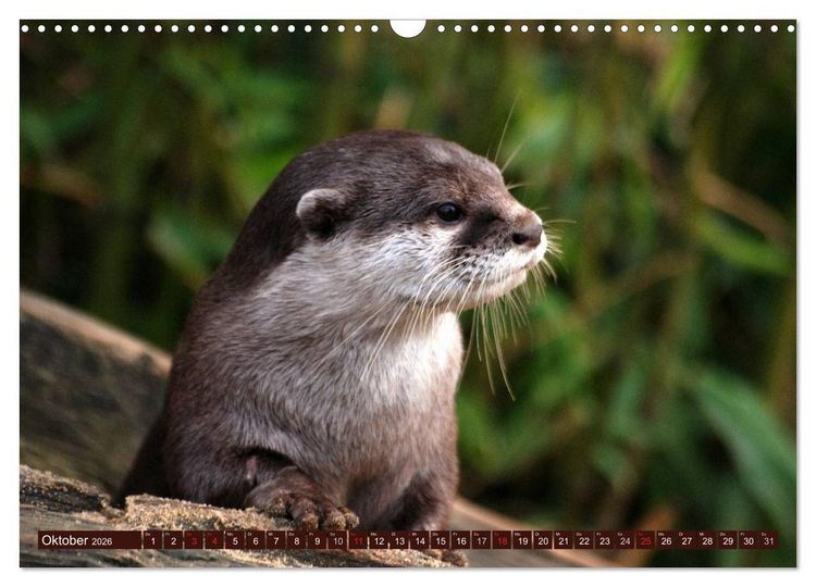 Produktbild: Otter. Frech, laut und clever (Wandkalender 2026 DIN A3 quer), CALVENDO Monatskalender