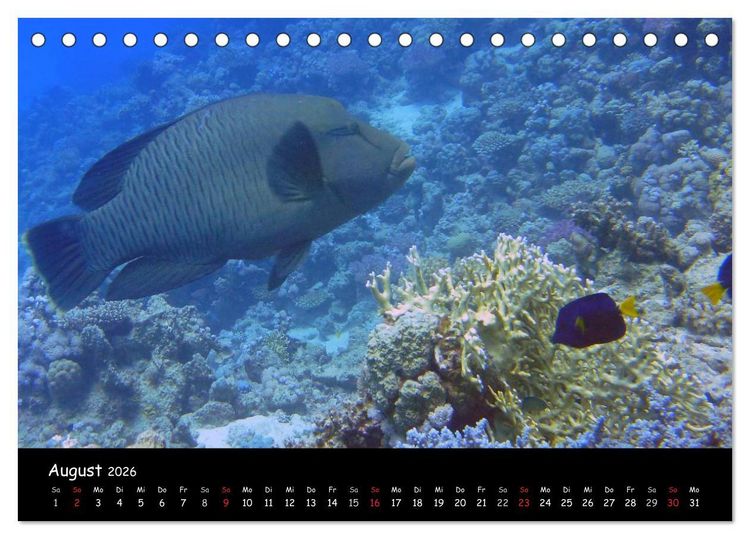 Produktbild: Rotes Meer - Unterwasserimpressionen (Tischkalender 2026 DIN A5 quer), CALVENDO Monatskalender