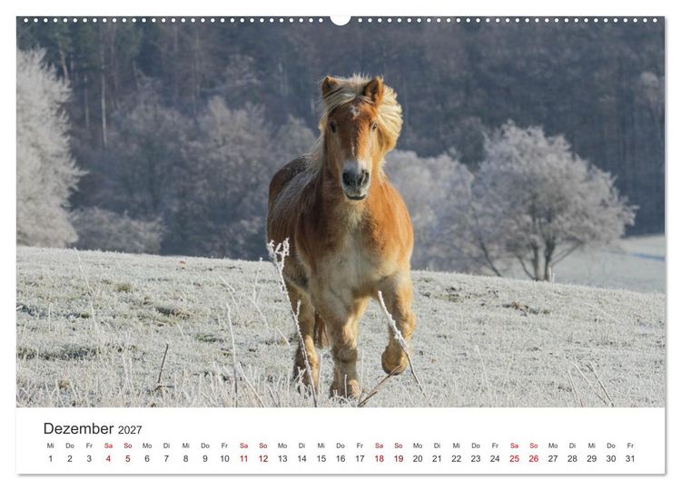 Produktbild: Haflinger - blonde Sch&ouml;nheiten (Wandkalender 2027 DIN A2 quer), CALVENDO Monatskalender