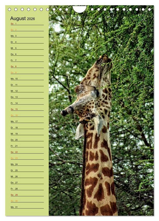 Produktbild: Giraffen. Voller Stolz und Grazie (Wandkalender 2026 DIN A4 hoch), CALVENDO Monatskalender