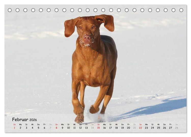 Produktbild: Magyar Vizsla - pure Lebensfreude (Tischkalender 2026 DIN A5 quer), CALVENDO Monatskalender