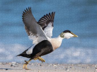 Produktbild: CALVENDO Puzzle Eiderente (Eider Duck) | 1000 Teile Lege-Gr&ouml;&szlig;e 64x48cm Foto-Puzzle f&uuml;r gl&uuml;ckliche Stunden