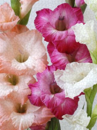 Produktbild: CALVENDO Puzzle Gladiolen | 1000 Teile Lege-Gr&ouml;&szlig;e 64x48cm Foto-Puzzle f&uuml;r gl&uuml;ckliche Stunden