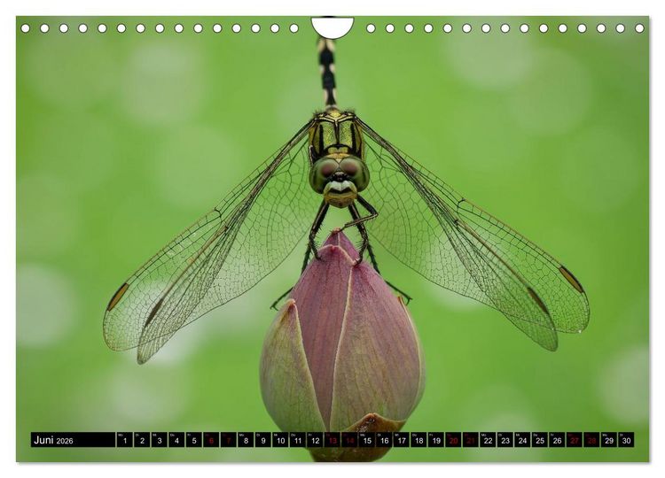 Produktbild: Singapurs Tierwelt (Wandkalender 2026 DIN A4 quer), CALVENDO Monatskalender