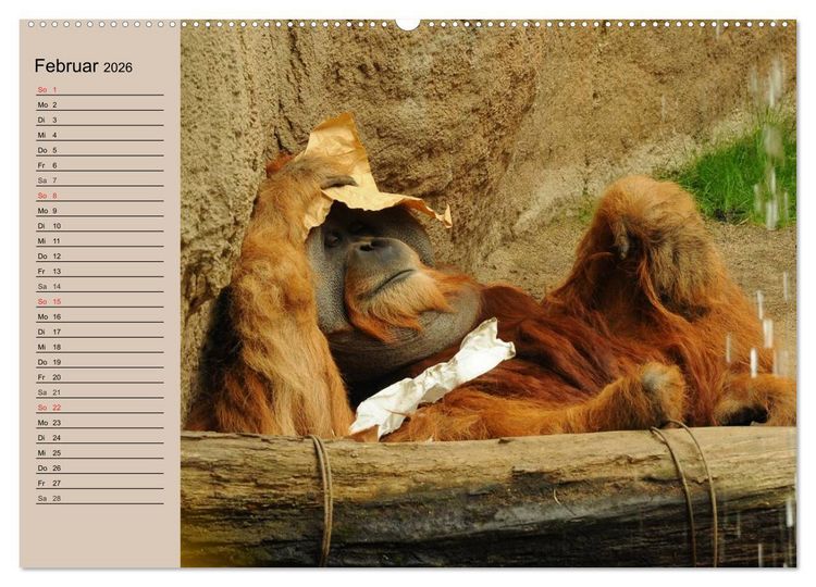 Produktbild: Orang-Utans (Wandkalender 2026 DIN A2 quer), CALVENDO Monatskalender