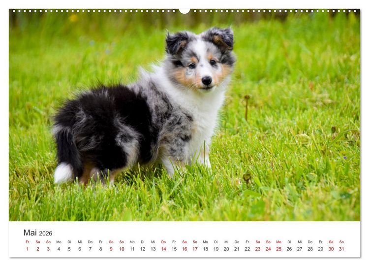 Produktbild: Shelties - Die zuckers&uuml;&szlig;en Vierbeiner. (hochwertiger Premium Wandkalender 2026 DIN A2 quer), Kunstdruck in Hochglanz