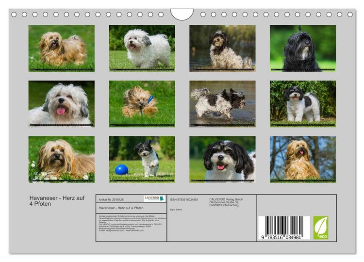 Produktbild: Havaneser - Herz auf 4 Pfoten (Wandkalender 2026 DIN A4 quer), CALVENDO Monatskalender