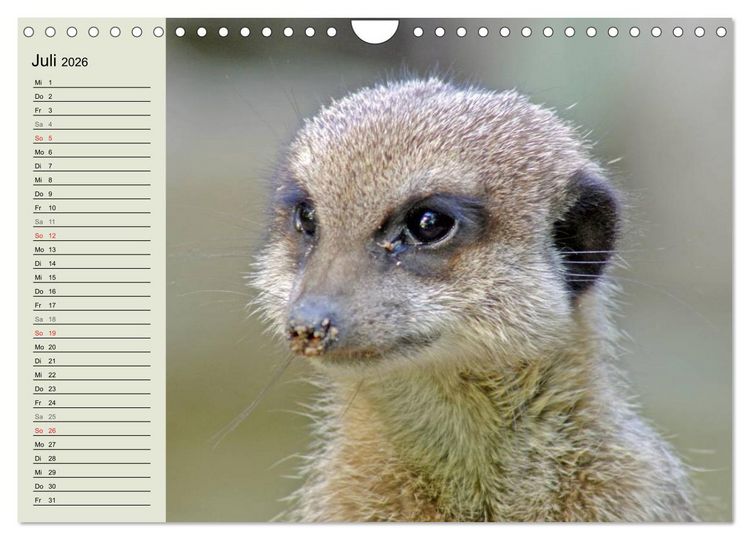 Produktbild: Erdm&auml;nnchen (Wandkalender 2026 DIN A4 quer), CALVENDO Monatskalender