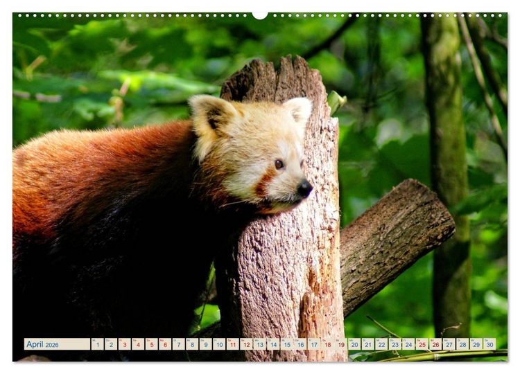 Produktbild: Kleiner Panda auf Entdeckungstour (Wandkalender 2026 DIN A2 quer), CALVENDO Monatskalender