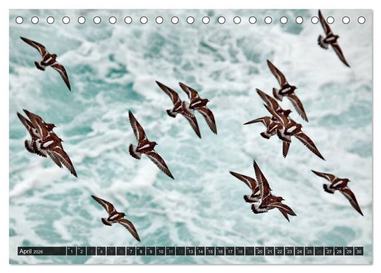 Produktbild: V&Ouml;GEL (Tischkalender 2026 DIN A5 quer), CALVENDO Monatskalender