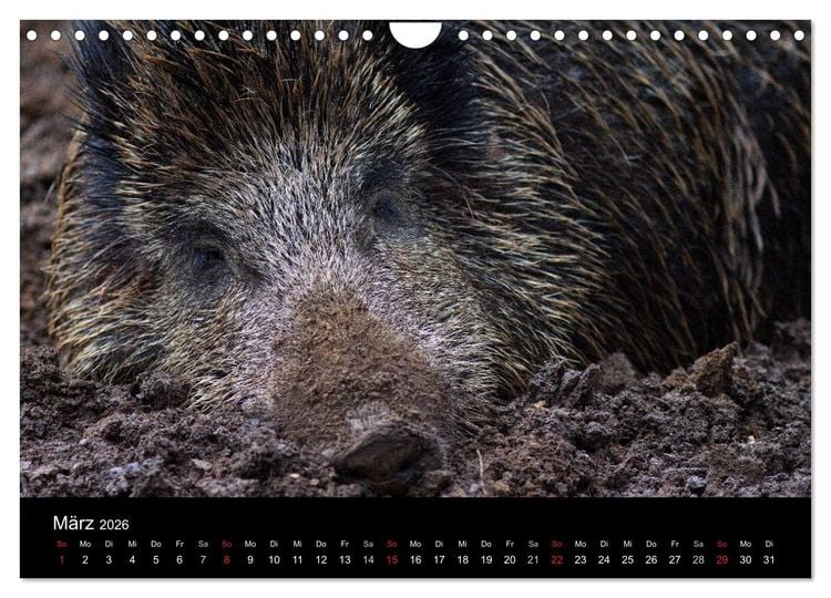Produktbild: Wilde Wutzen. Das heimische Wildschwein (Wandkalender 2026 DIN A4 quer), CALVENDO Monatskalender