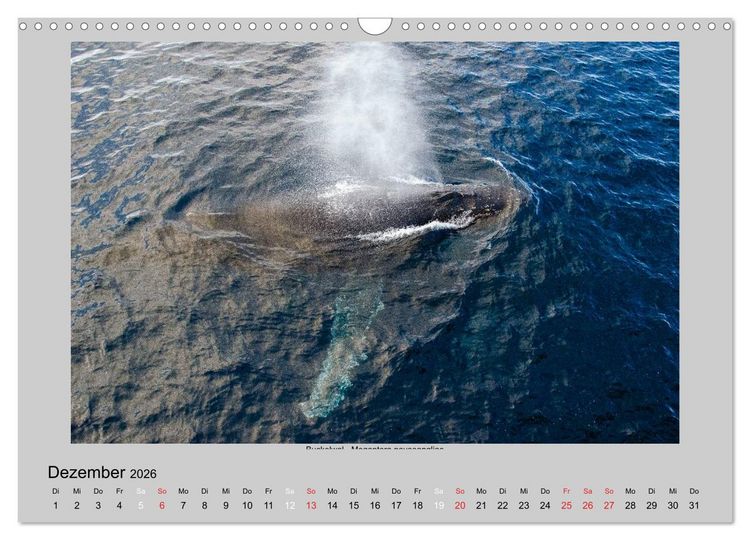 Produktbild: Tierleben in der Antarktis (Wandkalender 2026 DIN A3 quer), CALVENDO Monatskalender