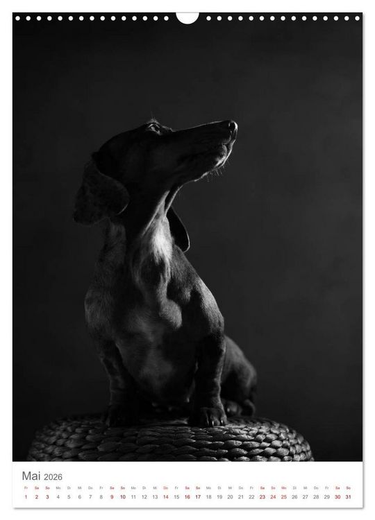 Produktbild: Fine Art Hundeportraits (Wandkalender 2026 DIN A3 hoch), CALVENDO Monatskalender