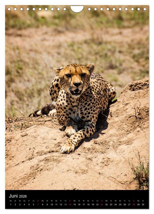 Produktbild: Wildes Afrika (Wandkalender 2026 DIN A4 hoch), CALVENDO Monatskalender