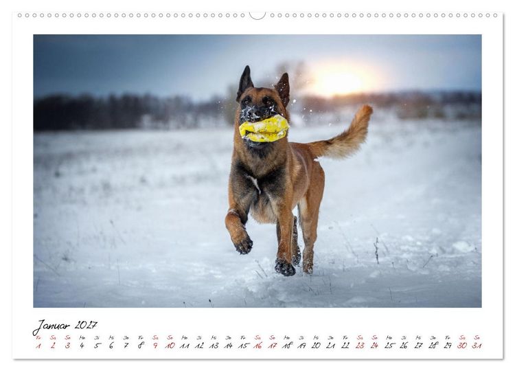Produktbild: Malinois - Seelen aus Feuer (Wandkalender 2027 DIN A2 quer), CALVENDO Monatskalender