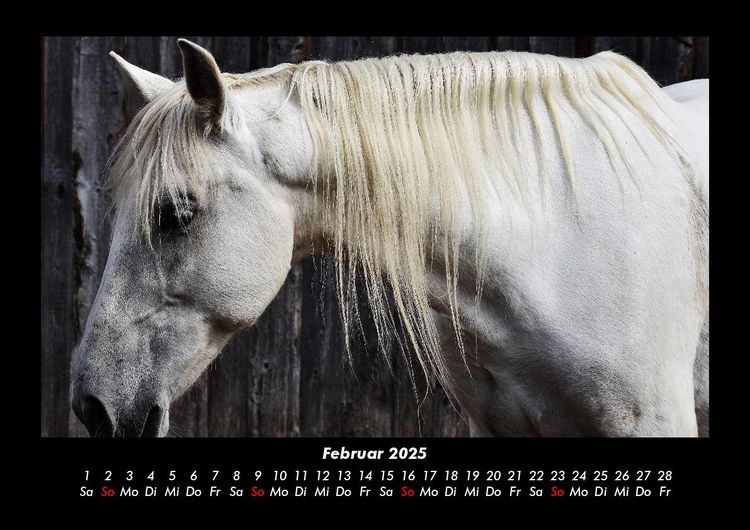 Produktbild: Pferdegefl&uuml;ster 2025 Fotokalender DIN A3
