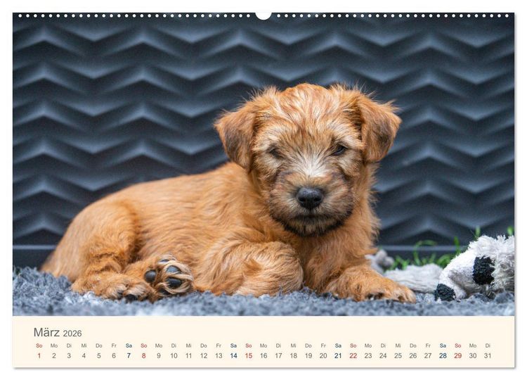 Produktbild: IRISH SOFT COATED WHEATEN TERRIER WELPEN 2026 (Wandkalender 2026 DIN A2 quer), CALVENDO Monatskalender