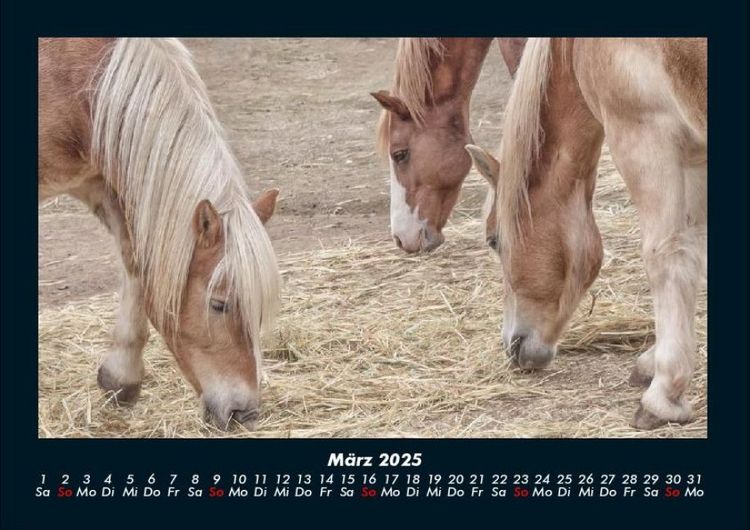 Produktbild: Welt der Pferde 2025 Fotokalender DIN A4