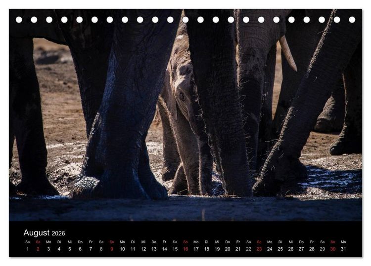 Produktbild: Elefanten - Die sanften Riesen Afrikas (Tischkalender 2026 DIN A5 quer), CALVENDO Monatskalender
