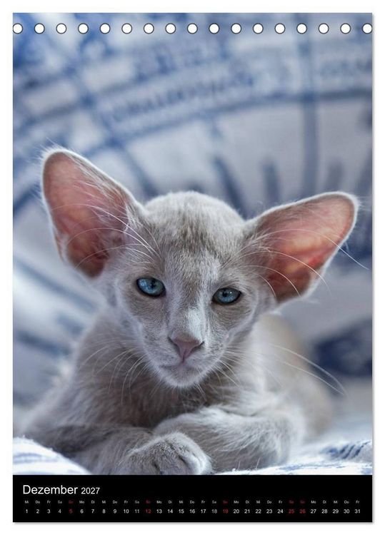 Produktbild: Orientalische Katzen 2027 (Tischkalender 2027 DIN A5 hoch), CALVENDO Monatskalender