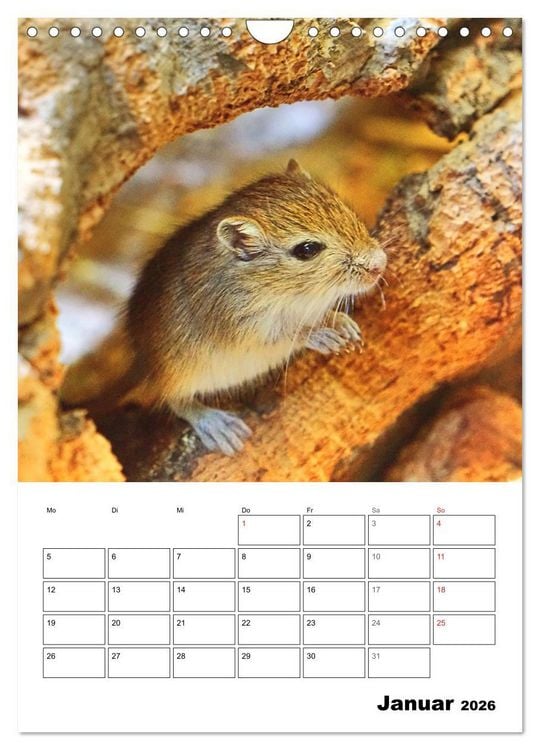 Produktbild: Mongolische Rennm&auml;use (Wandkalender 2026 DIN A4 hoch), CALVENDO Monatskalender