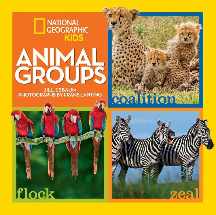 Produktbild: Animal Groups