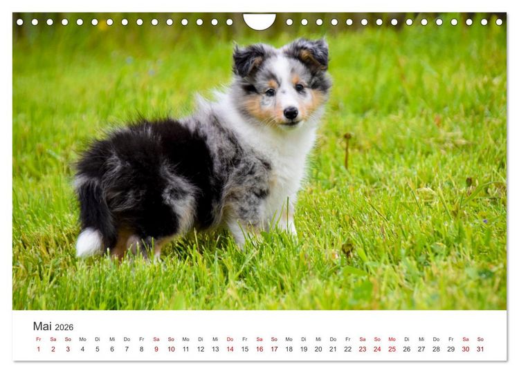 Produktbild: Shelties - Die zuckers&uuml;&szlig;en Vierbeiner. (Wandkalender 2026 DIN A4 quer), CALVENDO Monatskalender