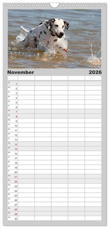Produktbild: Familienplaner 2026 - Gefleckte Freunde - Hunderasse Dalmatiner mit 5 Spalten (Wandkalender, 21 x 45 cm) CALVENDO