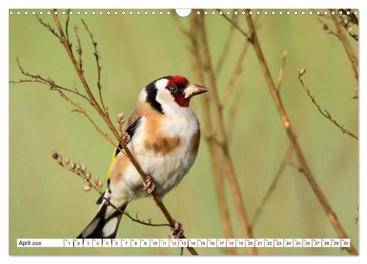 Produktbild: Sch&ouml;nheiten im Federkleid - Heimische Wildv&ouml;gel im Portrait (Wandkalender 2026 DIN A3 quer), CALVENDO Monatskalender