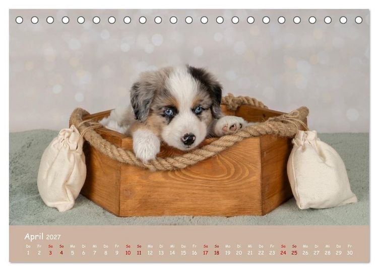 Produktbild: Mini Australian Shepherd, eine ganz besondere Rasse (Tischkalender 2027 DIN A5 quer), CALVENDO Monatskalender