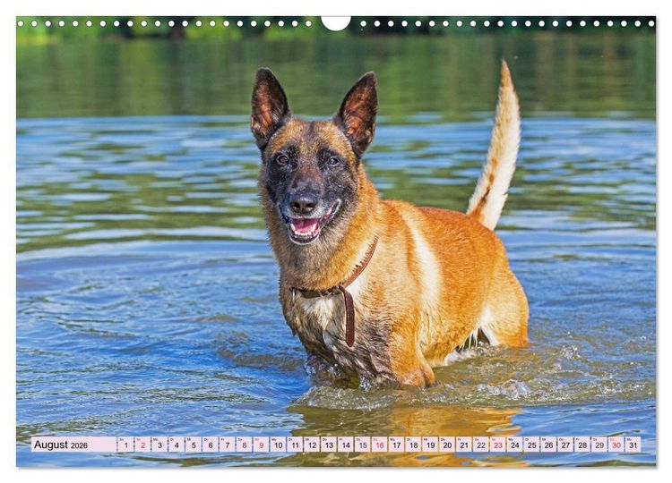 Produktbild: Freund und Besch&uuml;tzer - Der Malinois (Wandkalender 2026 DIN A3 quer), CALVENDO Monatskalender