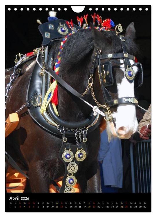 Produktbild: Shire Horse - Geschm&uuml;ckte Riesen (Wandkalender 2026 DIN A4 hoch), CALVENDO Monatskalender