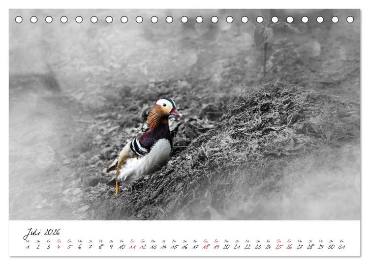 Produktbild: Abenteuer einer Mandarinente (Tischkalender 2026 DIN A5 quer), CALVENDO Monatskalender