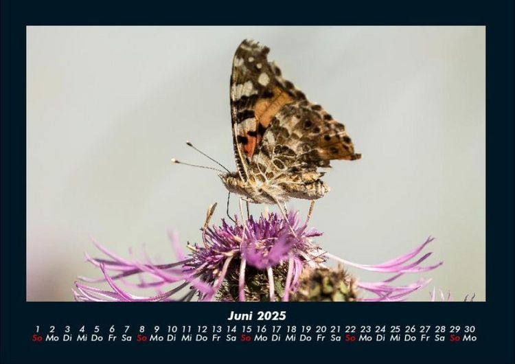 Produktbild: Bunte Pracht der Schmetterlinge 2025 Fotokalender DIN A4
