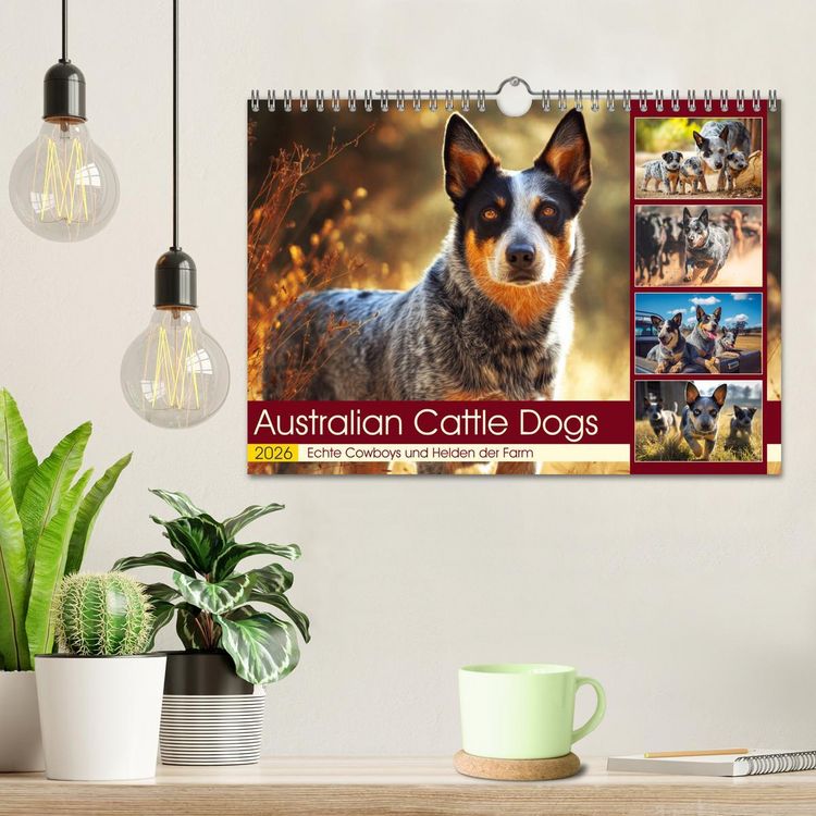 Produktbild: Australian Cattle Dogs. Echte Cowboys und Helden der Farm (Wandkalender 2026 DIN A4 quer), CALVENDO Monatskalender