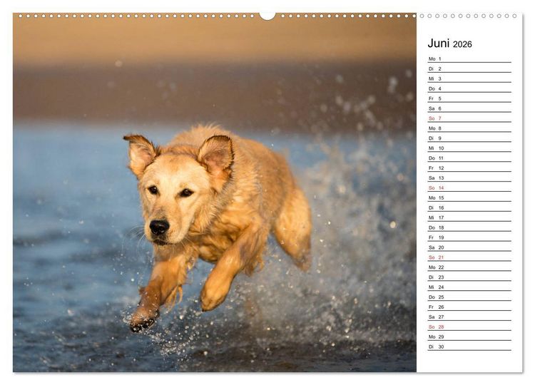 Produktbild: Goldig durch das Jahr! (hochwertiger Premium Wandkalender 2026 DIN A2 quer), Kunstdruck in Hochglanz