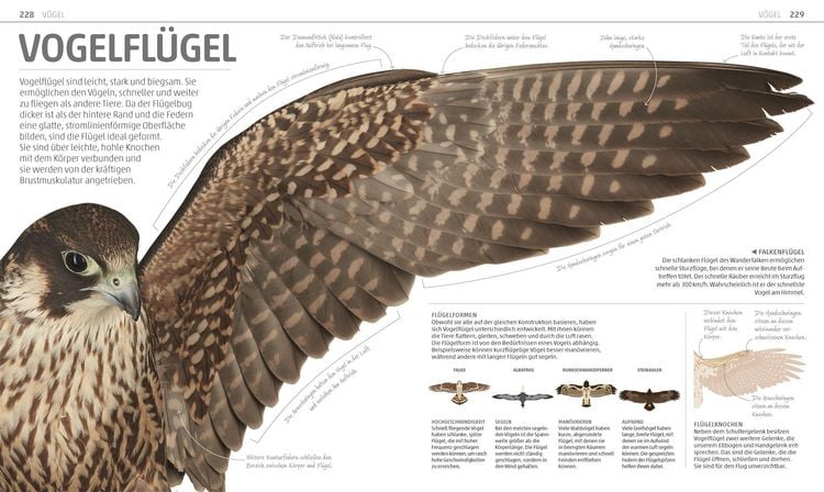 Produktbild: Mega-Wissen. Natur