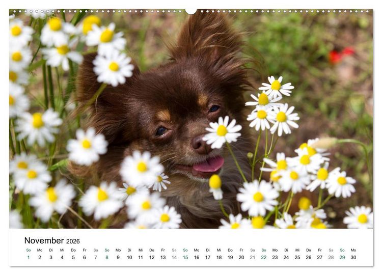 Produktbild: Chihuahuas - kleine Herzensbrecher (hochwertiger Premium Wandkalender 2026 DIN A2 quer), Kunstdruck in Hochglanz