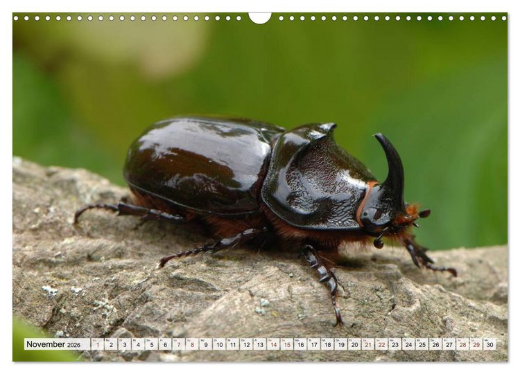 Produktbild: INSEKTEN GANZ NAHE (Wandkalender 2026 DIN A3 quer), CALVENDO Monatskalender