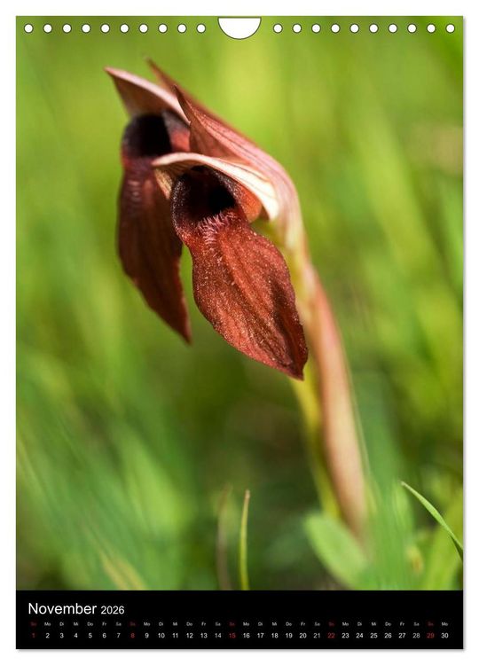 Produktbild: Orchideen in S&uuml;deuropa (Wandkalender 2026 DIN A4 hoch), CALVENDO Monatskalender