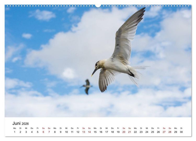 Produktbild: M&ouml;wen am Meer (hochwertiger Premium Wandkalender 2026 DIN A2 quer), Kunstdruck in Hochglanz