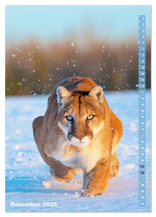 Produktbild: Raubkatzen: Die J&auml;ger auf leisen Pfoten (Tischkalender 2026 DIN A5 hoch), CALVENDO Monatskalender