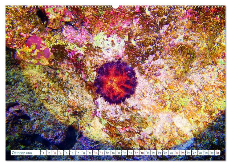 Produktbild: Geheimnisvolle Welt unter Wasser - Nachts am Riff (hochwertiger Premium Wandkalender 2026 DIN A2 quer), Kunstdruck in Hochglanz