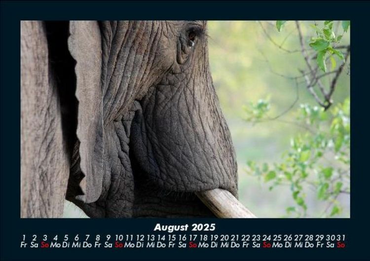 Produktbild: Der Elefantenkalender 2025 Fotokalender DIN A5