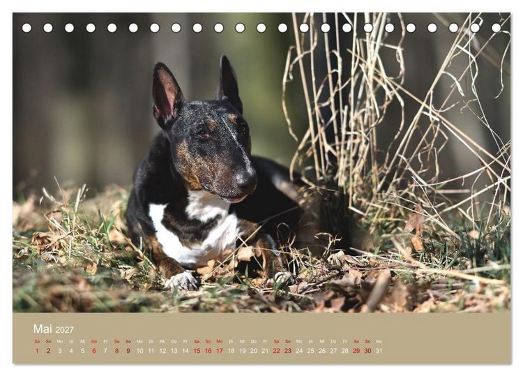 Produktbild: Fantastische Bullterrier - Sieger im Herzen (Tischkalender 2027 DIN A5 quer), CALVENDO Monatskalender