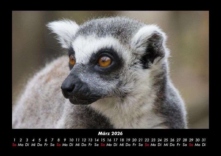 Produktbild: Welt der Tiere 2026 Fotokalender DIN A3