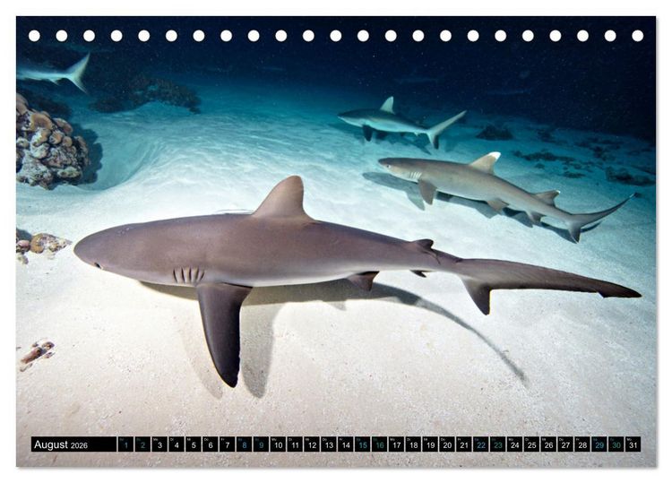 Produktbild: Big Five aus dem Ozean Hai, Delphin, Wal, Robbe, Pinguin (Tischkalender 2026 DIN A5 quer), CALVENDO Monatskalender
