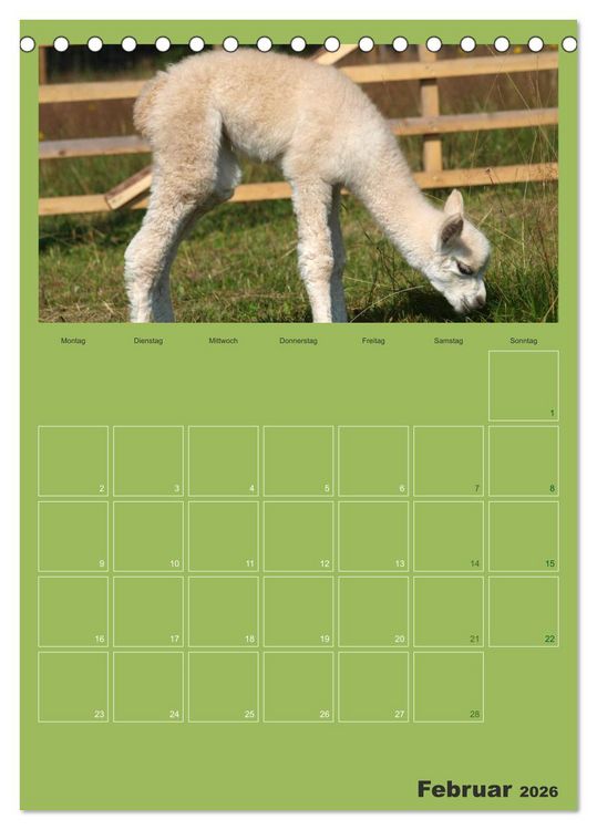 Produktbild: Alpakas zum Verlieben (Tischkalender 2026 DIN A5 hoch), CALVENDO Monatskalender