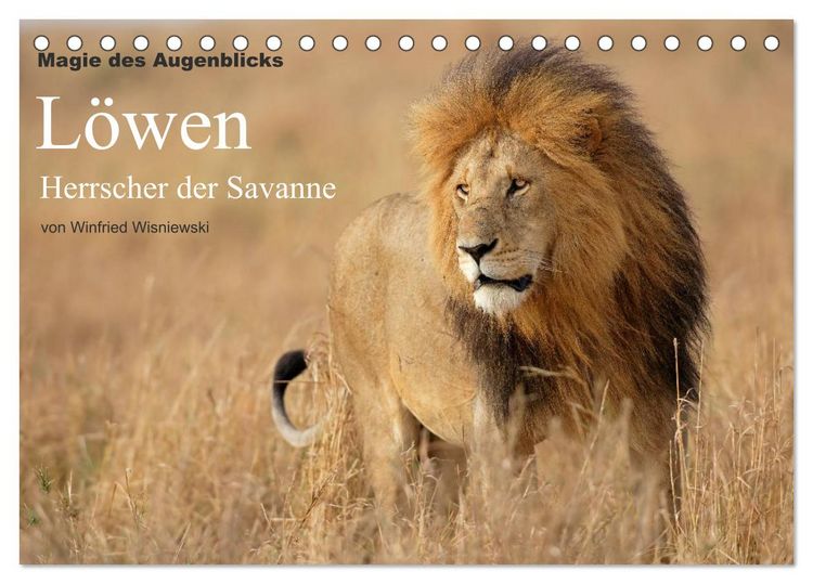 Produktbild: Magie des Augenblicks - L&ouml;wen - Herrscher der Savanne (Tischkalender 2026 DIN A5 quer), CALVENDO Monatskalender